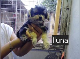 Iluna aus der Welpenbande