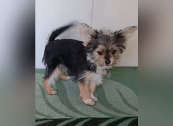 Iluna aus der Welpenbande