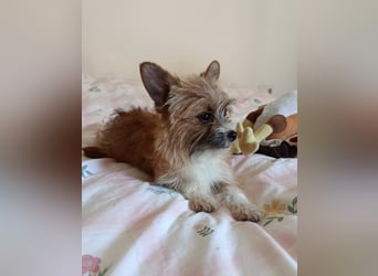 Safir aus der Welpenbande