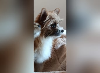 kleiner Safir sucht verantwortungsvolles Zuhause