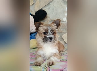 kleiner Safir sucht verantwortungsvolles Zuhause
