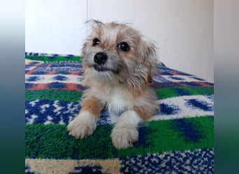 Maxima aus der Welpenbande