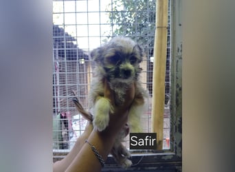 Safir aus der Welpenbande