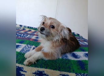 Maxima aus der Welpenbande