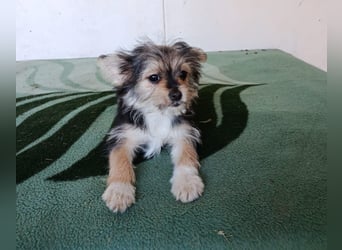 Iluna aus der Welpenbande