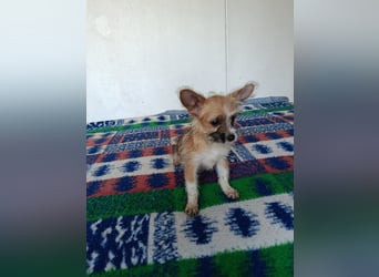 Safir aus der Welpenbande