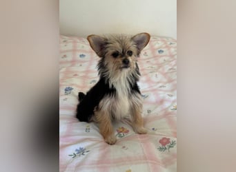 Iluna aus der Welpenbande