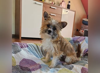 kleiner Safir sucht verantwortungsvolles Zuhause