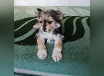 Iluna aus der Welpenbande