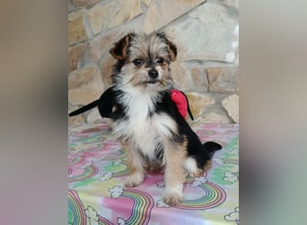 Iluna aus der Welpenbande