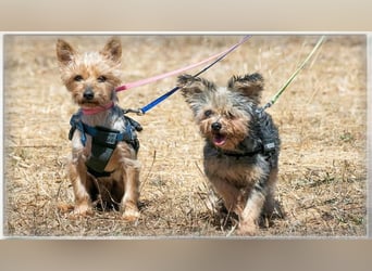 Nini und Neco - die Unzertrennlichen