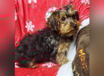 CODI unser kleiner Yorki Mix Welpe