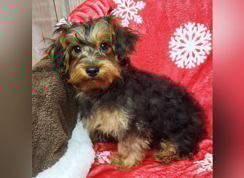 CODI unser kleiner Yorki Mix Welpe