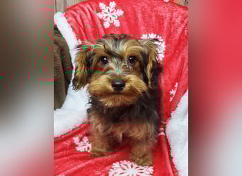 CODI unser kleiner Yorki Mix Welpe