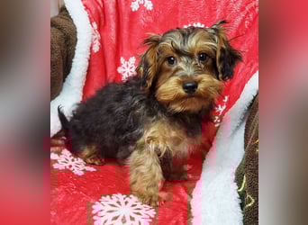 CODI unser kleiner Yorki Mix Welpe