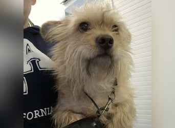 Foxy ein kleiner Schatz