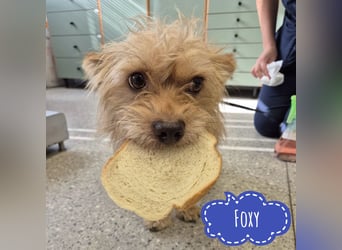 Foxy ein kleiner Schatz