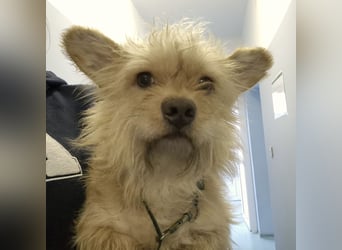 Foxy ein kleiner Schatz