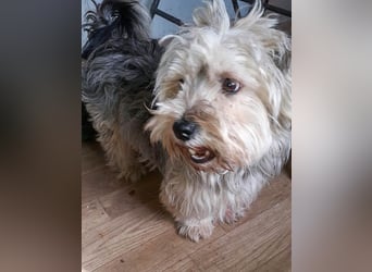 YorkyMix Florin ist eine kleine Knutschkugel