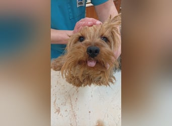 Jozsi PP – kleiner Yorkiemann sucht endlich sein Glück 