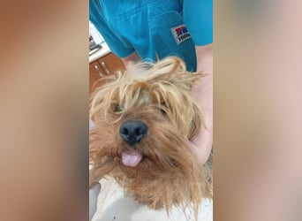 Jozsi PP – kleiner Yorkiemann sucht endlich sein Glück 