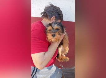 Pali PP – kleiner Yorkie sucht seinen großen Neuanfang 