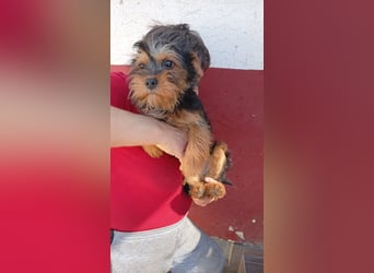 Pali PP – kleiner Yorkie sucht seinen großen Neuanfang 