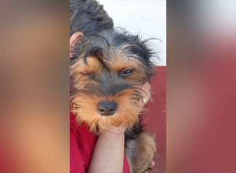 Pali PP – kleiner Yorkie sucht seinen großen Neuanfang 