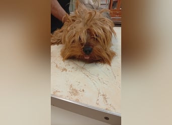 Jozsi PP – kleiner Yorkiemann sucht endlich sein Glück 