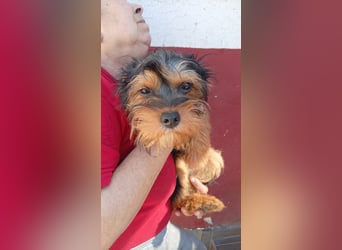 Pali PP – kleiner Yorkie sucht seinen großen Neuanfang 