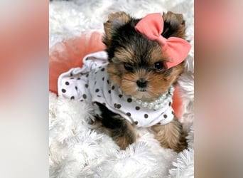 Yorkshire Terrier Hündin – geimpft, entwurmt, gechipt, mit EU-Heimtierausweis