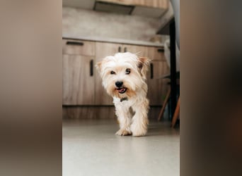 Lebensfroher Oskar sucht sein Zuhause