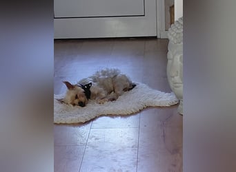 Ausrangiert....sein Glück