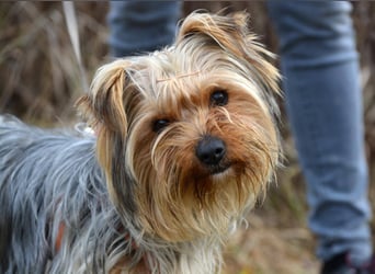 MOLLY ca. 2 J.  superliebe Yorkie-Hündin sucht Familie