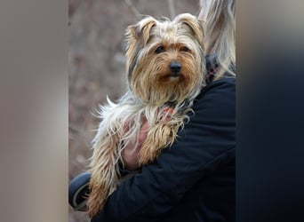 MOLLY ca. 2 J.  superliebe Yorkie-Hündin sucht Familie
