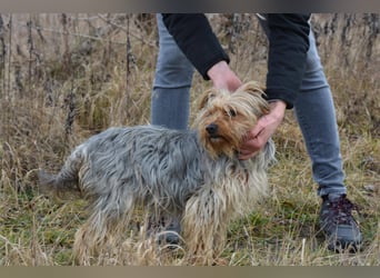 MOLLY ca. 2 J.  superliebe Yorkie-Hündin sucht Familie