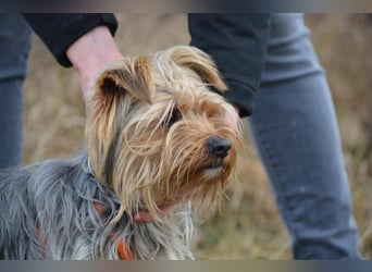 MOLLY ca. 2 J.  superliebe Yorkie-Hündin sucht Familie