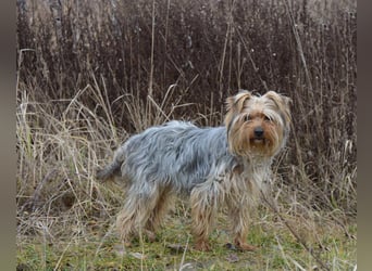 MOLLY ca. 2 J.  superliebe Yorkie-Hündin sucht Familie