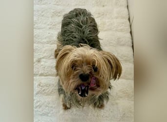 Yorki Oma Nelly sucht liebevolles Zuhause