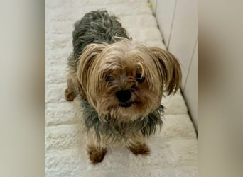 Yorki Oma Nelly sucht liebevolles Zuhause