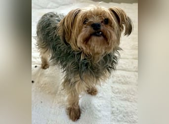 Yorki Oma Nelly sucht liebevolles Zuhause