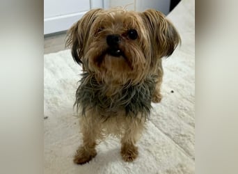 Yorki Oma Nelly sucht liebevolles Zuhause