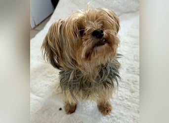 Yorki Oma Nelly sucht liebevolles Zuhause