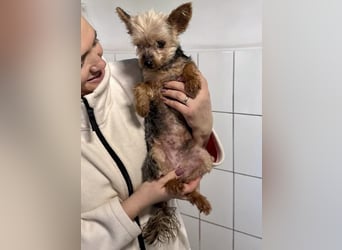 YORKI OPA CEDI sucht liebevolles, ruhiges Zuhause