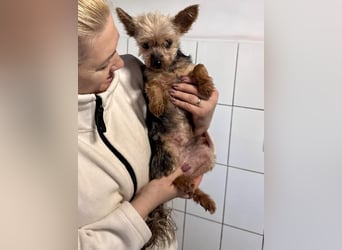 YORKI OPA CEDI sucht liebevolles, ruhiges Zuhause