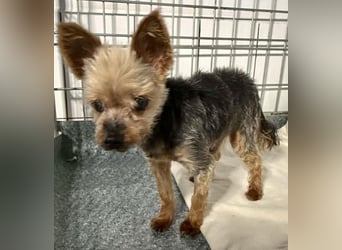 YORKI OPA CEDI sucht liebevolles, ruhiges Zuhause