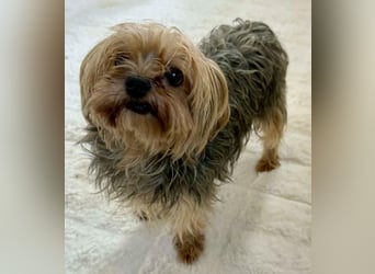 Yorki Oma Nelly sucht liebevolles Zuhause