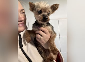 YORKI OPA CEDI sucht liebevolles, ruhiges Zuhause