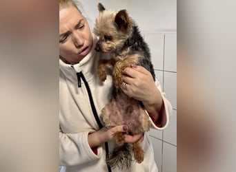 YORKI OPA CEDI sucht liebevolles, ruhiges Zuhause