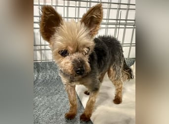 YORKI OPA CEDI sucht liebevolles, ruhiges Zuhause